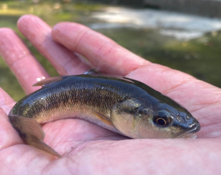 Creek Chub